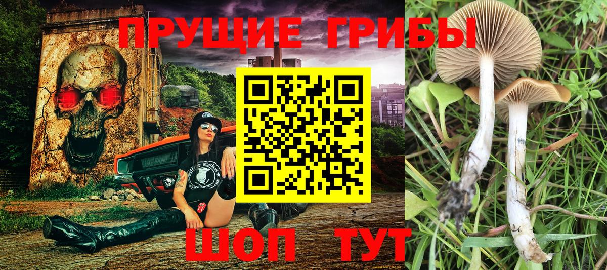 как найти закладки  Вход с VPN  Галлюциногенные грибы Cubensis  Новоалександровск  Псилоцибиновые грибы MAGIC MUSHROOMS 